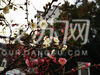 2月16日，位于南京老门东入口附近的几株梅花引起了路人的注意，每株都与众不同地开出两种花色。红白相间，赏心悦目。这些双色梅花都是嫁接的，才会有一树双色，为这条景观大道增添了一抺亮丽色彩。