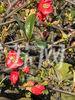 2月17日，记者在莫愁湖景区看到，一朵朵艳丽的红花挂在枝头，将景区装扮得生机盎然，这些海棠的高度在两米左右，树干粗壮，树状蜿蜒崎岖，如飞龙在天，盛开的海棠花犹如“飞龙”身上的“战袍”树根部分形成了“龙爪”蜿蜒曲折向上的树干形成“龙身”所以这种海棠也被称为“龙形海棠”。