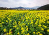 2023年2月19日，贵州黔东南，随着气温迅速回升，从江县各村寨的油菜花相继盛开，引来勤劳的小蜜蜂在金灿灿的花丛间采蜜、嬉戏。