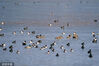 2023年2月21日，纳帕海浅滩处成群的候鸟。