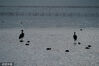 2023年2月21日，纳帕海浅滩处觅食的候鸟。