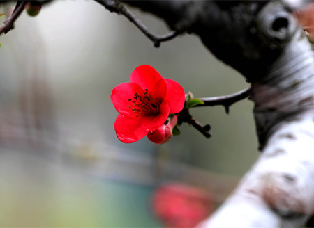 南京莫愁湖公园一品香海棠含苞吐艳