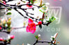 今天（2月24日）上午，雨后天晴，南京莫愁湖公园内的一品香海棠含苞吐艳，树姿窈窕，花大色艳，娇艳妩媚，是众多海棠中最早开花的品种，被称之为海棠中的报春花，为莫愁春色平添几分美丽。