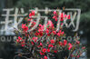 今天（2月24日）上午，雨后天晴，南京莫愁湖公园内的一品香海棠含苞吐艳，树姿窈窕，花大色艳，娇艳妩媚，是众多海棠中最早开花的品种，被称之为海棠中的报春花，为莫愁春色平添几分美丽。