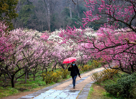 南京梅花山迎来盛花期，雨中赏梅更有风味！