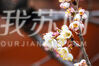 又到一年赏樱时，今天（2月24日），笔者在南京玄武湖公园樱桃园看到，樱桃花已经初开，与红色的亭台楼阁交相辉映，春意盎然，温柔的樱花与蓝天相映显得格外唯美。