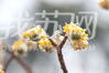 “柔枝百绕缠绵意，玉蕊千回妩媚香。”25日清晨在南京市鸡鸣寺公园内看到，这里的结香花已经盛开了，一个个圆筒形的花蕾低垂着，整体形状看上去像一朵朵即将绽放的小型白菊花，花蕾顶尖则冒出一朵朵小黄花，金黄的小花从外围开始向内，一圈又一圈绽放，渐渐布满一个平面。直到所有小花都开了，膨大成一个个金色花球。周围的空气中香气扑鼻，吸一口气，连嘴里都感觉甜甜的。来源：我苏网 通讯员/李焜 编辑/许婷