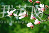 今天（2月27日）上午，南京雨花台景区的玉兰花已经开放。在高大的玉兰花树上结满了层层叠叠的玉兰花朵，有纯白的，有乳白的，有粉红的，也有白里透红的，甚是好看。来源：我苏网 通讯员/朱旭先 编辑/陈进