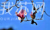 今天（2月27日）上午，南京雨花台景区的玉兰花已经开放。在高大的玉兰花树上结满了层层叠叠的玉兰花朵，有纯白的，有乳白的，有粉红的，也有白里透红的，甚是好看。来源：我苏网 通讯员/朱旭先 编辑/陈进