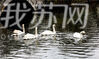 今天（2月27日）清晨，一群白天鹅早早地醒来，在莫愁湖上秀恩爱。它们成双成对，时而欢快地在湖中结伴遨游、时而精心打扮梳洗羽毛、时而扎入水中觅食，吸引了无数游人驻足观望。