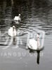 今天（2月27日）清晨，一群白天鹅早早地醒来，在莫愁湖上秀恩爱。它们成双成对，时而欢快地在湖中结伴遨游、时而精心打扮梳洗羽毛、时而扎入水中觅食，吸引了无数游人驻足观望。