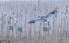 2023年2月5日，江苏盐城射阳县一丹顶鹤保护区内，数百只丹顶鹤在芦苇荡追逐嬉戏，翩翩起舞。
