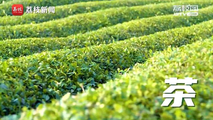 植树节| 改变世界的中国绿意
