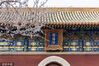 2023年3月13日，北京，北海公园阐福寺门前山桃花绽放。一簇簇粉红的花儿与红墙白塔交相辉映，春意盎然。签约供稿人/视觉中国