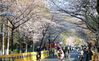 2023年3月14日，南京市，鸡鸣寺路两侧的樱花绽放。签约供稿人/视觉中国
