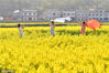 2023年3月13日，湖北省襄阳市，保康县马良镇万亩油菜花开放，游客前来赏花。签约供稿人/视觉中国
