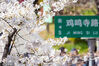 2023年3月14日，南京鸡鸣寺路两旁的樱花竞相绽放，吸引众多市民和游客前来赏樱拍照，享受春日美景。苏阳/视觉中国