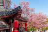2023年3月14日，武汉东湖磨山樱花园景区樱花盛开。李念/视觉中国
