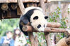 2023年3月14日，成都大熊猫繁育研究基地，大熊猫下午的欢乐时光。