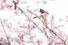 2023年3月15日，贵州省毕节市，一只小鸟在碧阳湖畔的花间觅食。