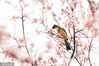 2023年3月15日，贵州省毕节市，一只小鸟在碧阳湖畔的花间觅食。