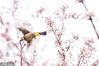 2023年3月15日，贵州省毕节市，一只小鸟在碧阳湖畔的花间觅食。视觉中国 编辑/陈进