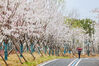 2023年3月16日，湖北省武汉市，东西湖区柏泉苗圃内，阳光樱正值盛花期，形成了一片粉色花海。