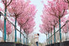 2023年3月16日，湖北省武汉市，东西湖区柏泉苗圃内，阳光樱正值盛花期，形成了一片粉色花海。牧之/IC photo 编辑/陈进