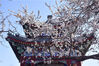 2023年3月18日，北京，春天颐和园西堤山桃花开进入最佳观赏期，蓝天下粉色、白色的桃花和昆明湖、佛香阁、拱桥互相映衬，美得像江南世外桃源。