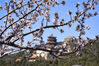 2023年3月18日，北京，春天颐和园西堤山桃花开进入最佳观赏期，蓝天下粉色、白色的桃花和昆明湖、佛香阁、拱桥互相映衬，美得像江南世外桃源。