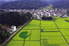 2023年3月18日，安徽省黄山市休宁县五城镇、商山镇等地的景观油菜花田里，“田园徽州、熊猫戏竹、山水人家”等创意图案惟妙惟肖，与山水田园、阡陌村舍构成一幅幅美丽画卷。

