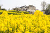 2023年3月20日，游客在贵州省毕节市黔西市洪水镇解放村观赏盛开的油菜花。
