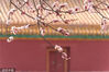 2023年3月19日，北京，春分前夕，故宫寿康宫杏花盛开，在宫殿红墙黄瓦、屋檐角兽映衬下，美如梦幻。
