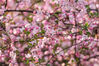 2023年3月22日，在贵州省毕节市碧阳湖畔拍摄的海棠花。
