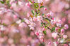 2023年3月22日，在贵州省毕节市碧阳湖畔拍摄的海棠花。
