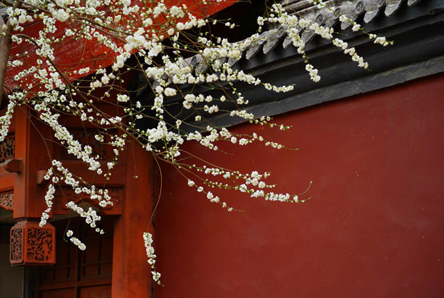 人间三月芳菲始 北京雍和宫墙外碧桃花开纯白如雪