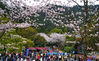 2023年3月25日，浙江省杭州市淳安县千岛湖天屿景区，盛开的樱花吸引了众多游人前来赏花游玩，享受春光。
