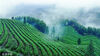 2023年3月28日，江西萍乡，芦溪县南坑镇大拢村生态茶场云雾缭绕，梯田茶树层层叠叠，苍翠欲滴。
