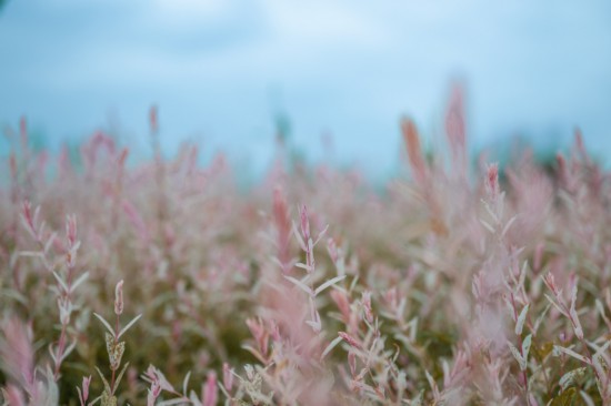 杞柳随风摇曳。人民网 马焘焘摄