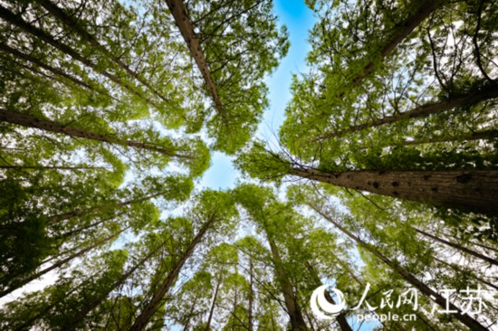 碧蓝天空下，林木枝繁叶茂。人民网 马焘焘摄