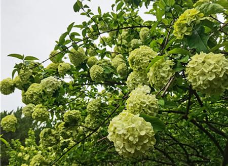 南京绣球公园 木绣球花开