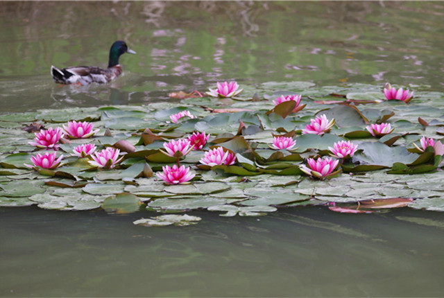 南京紫金山燕雀湖美如画卷