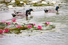 2023年5月10日，江苏南京紫金山燕雀湖，湖面盛开的睡莲美如画卷，吸引市民前来观赏。