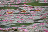 2023年5月10日，江苏南京紫金山燕雀湖，湖面盛开的睡莲美如画卷，吸引市民前来观赏。