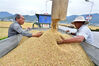 2023年5月19日，在湖北省襄阳市保康县马桥镇中坪村，农民在整理收割的小麦。