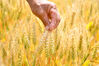 2023年5月20日，安徽，在安徽省亳州市谯城区赵桥乡双楼村麦田，农民在查看麦粒饱满程度。