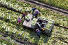 2023年5月20日，在江苏省宝应县夏集镇一家蔬菜合作社，农民在田间装运大白菜。