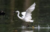 2023年5月22日，湖北武汉，在黄家湖湿地公园水面上，成群的白鹭或展翅起舞，或栖息觅食，与周边的沙滩、湿地相映成趣，构成了一幅和美的生态画卷。
