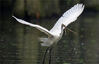 2023年5月22日，湖北武汉，在黄家湖湿地公园水面上，成群的白鹭或展翅起舞，或栖息觅食，与周边的沙滩、湿地相映成趣，构成了一幅和美的生态画卷。来源：IC photo