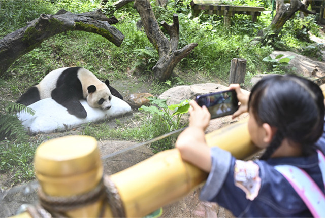 广州大熊猫降温有“凉”方